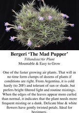 Bergeri 'The Mad Pupper'