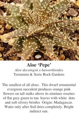 Aloe 'Pepe'