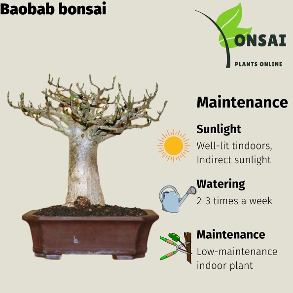 Plants_Adansonia_rubrostipa_baobab_9_OUTSIDE_IN.jpg