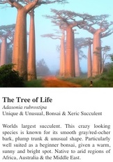 Baobab 'Tree of Life'