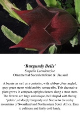 'Burgundy Bells"