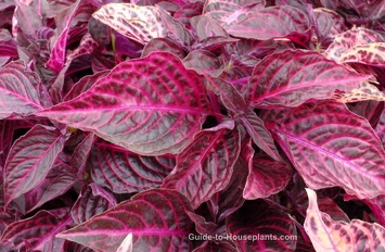 Plants Bloodleaf Guide to Houseplants OUTSIDE IN
