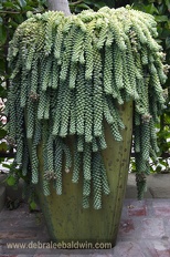 Plants Sedum morganianum Donkey Tail b7ef1 OUTSIDE IN