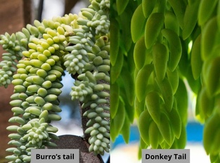 Plants Sedum morganianum Donkeys Tail Donkey Tail vs Burro Tail -1-1024x759 OUTSIDE IN