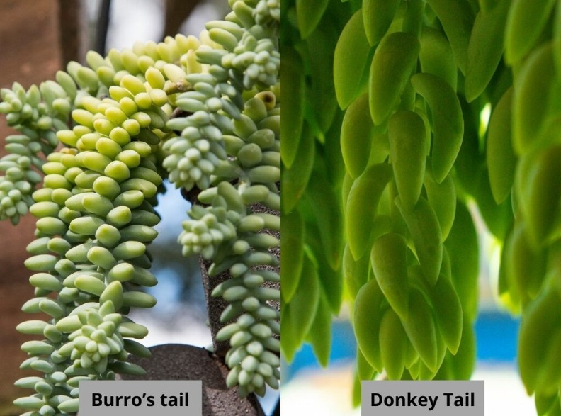 Plants_Sedum_morganianum_Donkeys_Tail_Donkey_Tail_vs_Burro_Tail_-1-1024x759_OUTSIDE_IN.jpg