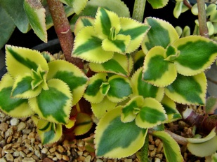 Plants Crassula sarmentosa Comet Variegated Trailing Jade 1 OUTSIDE IN