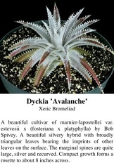 Dyckia Avalanche 