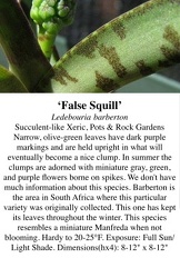 False Squill