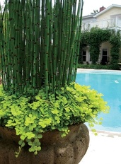 Plants Equisetum hyemale Horsetail Scouring Rush planters creeping Jenny OUTSIDE IN