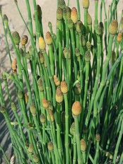 Plants Equisetum hyemale Horsetail Scouring Rush 3 OUTSIDE IN