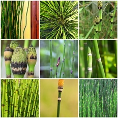 Plants Equisetum hyemale Horsetail Scouring Rush 6 OUTSIDE IN