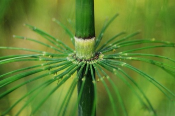Plants Equisetum hyemale Horsetail Scouring Rush 14 OUTSIDE IN