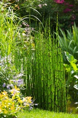 Plants Equisetum hyemale Horsetail Scouring Rush 1082 OUTSIDE IN
