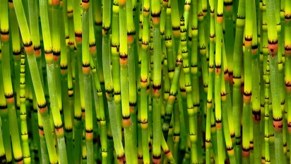 Plants Equisetum hyemale Horsetail Scouring Rush 1920x1080 OUTSIDE IN