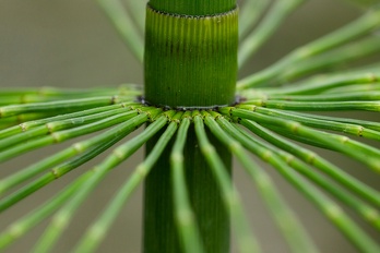 Plants Equisetum hyemale Horsetail Scouring Rush c12a OUTSIDE IN