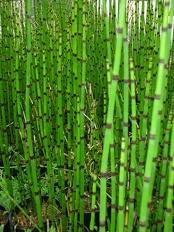Plants Equisetum hyemale Horsetail Scouring Rush ef9 OUTSIDE IN