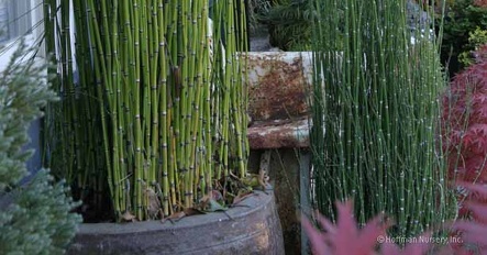 Plants Equisetum hyemale Horsetail Scouring Rush ImageEqHy PR 02 OUTSIDE IN
