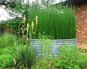 Plants Equisetum hyemale Horsetail Scouring Rush planter Agritainer stock tank OUTSIDE IN