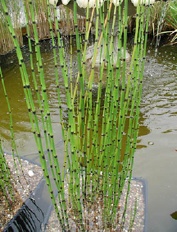 Plants Equisetum hyemale Horsetail Scouring Rush water feature pond 3x4 OUTSIDE IN