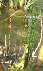 Plants Equisetum hyemale Horsetail Scouring Rush water feature Pond o OUTSIDE IN