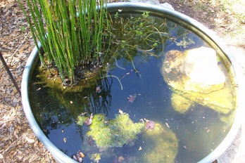 Plants Equisetum hyemale Horsetail Scouring Rush water feature pond s OUTSIDE IN