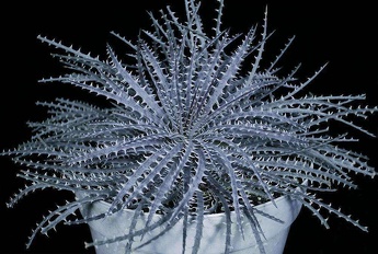 Plants Bromeliad Dyckia Infrared 95 b OUTSIDE IN