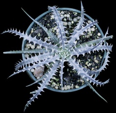 Plants Bromeliad Dyckia Infrared 95 OUTSIDE IN
