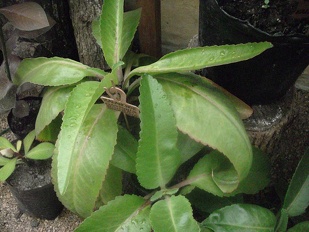 Plants Kalanchoe Donkey Ears 1801 OUTSIDE IN