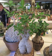 Plants Adansonia rubrostipa baobab bonsai 26 OUTSIDE IN