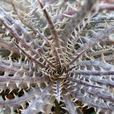 plants bromeliad dyckia infra red x 95 3 OUTSIDE IN