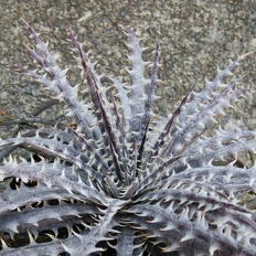 plants bromeliad dyckia infra red x 95 32 OUTSIDE IN