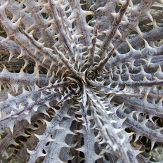 plants bromeliad dyckia infra red x 95 detail OUTSIDE IN