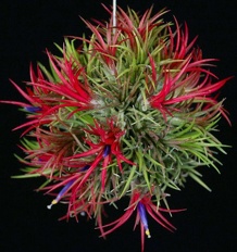 plants Tillandsia air plant ionantha-Fuego clump ball 5 OUTSIDE IN