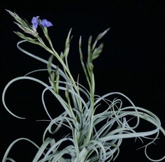 Plant Bromeliad Air Plant Tillandsia Wonga 5 OUTSIDED IN