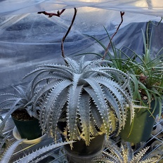 plants bromelaid dyckia avalanche Flowering OUTSIDE IN