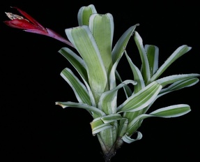 Plants Bromeliad Aechmea nudicaulis capitata-albo-1948 690x556 OUTSIDE IN