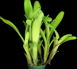 Plants Bromeliad Aechmea nudicaulis-Wally Berg 13 OUTSIDE IN