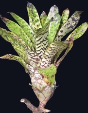 Plants Bromeliad Aechmea orlandiana c OUTSIDE IN