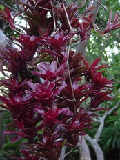 Plants Bromeliad Neoregelia Fireball mount natural OUTSIDE IN