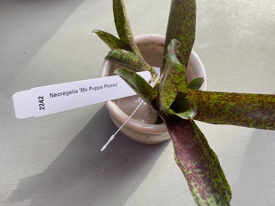 Plants Bromeliad Neoregelia Mo Pepper Please terrarium 2818 OUTSIDE IN