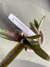 Plants Bromeliad Neoregelia Mo Pepper Please terrarium 2819 OUTSIDE IN