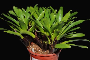 Plants Bromeliad Vriesea vagans a OUTSIDE IN