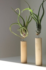 Planter Bromeliad Airplant  mounted Stick Garden ba