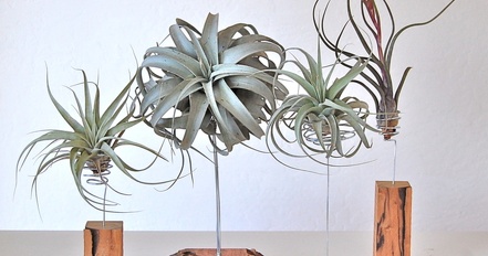 airplant 1425012802908.