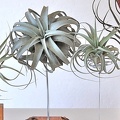 airplant 1425012802908.