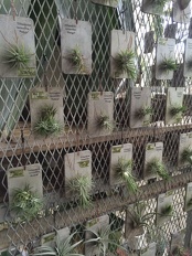 airplant 0b2bc05d