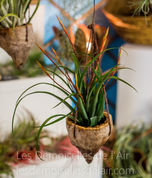 COMPO-TILLANDSIA-FLABELLATTA-NOIX - COMPO-TILLANDSIA-FLABELLATTA-NOIX.jpg COMPO-TILLANDSIA-FLABELLATTA-NOIX.jpg