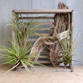 Air plant crate