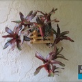 Planter bromeliad mount 2fff525 OUTSIDE IN