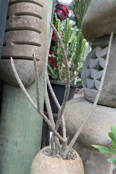 Plant_Alluaudia_dumosa_Drake_2_OUTSIDE_IN.jpg